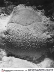 Historisches Foto von Oxythyreus gibbus (Reuss, 1858) (NHMW-AFW-GEO-BACHMAYER-FOTO-1990-0041-0264)